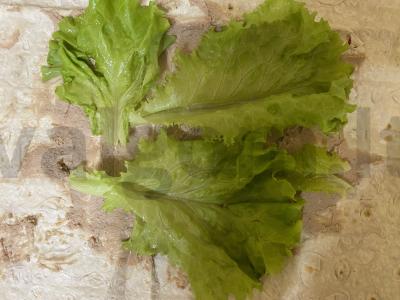 Lavašas su kepenėlių paštetu, sūriu ir salotų lapais Žingsnis 2