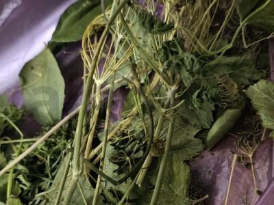 Žiemai paruošimas iš pomidorų ir žolelių Žingsnis 1