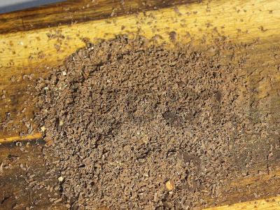 Įdaras blynams iš varškės, vyšnių ir šokolado Žingsnis 3