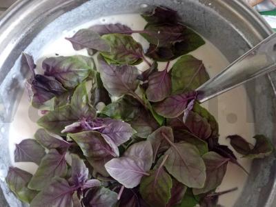 Grikių pyragas „Lorena“ su ožkos rikota, pienu ir baziliku Žingsnis 6