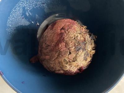 Salotas „Silkė po kailiu“ Žingsnis 1