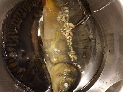 Šviežias keptas karpis Žingsnis 1