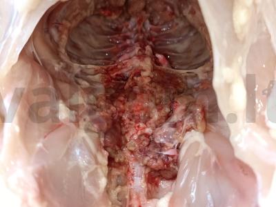 Mega sultinga vištiena maišelyje Žingsnis 2