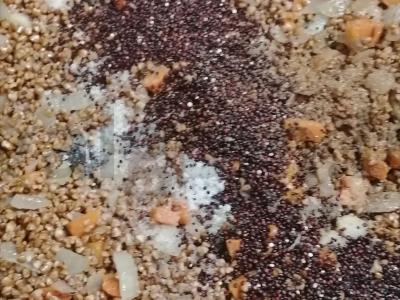 Grikių košė su quinoa kaip garnyras Žingsnis 3