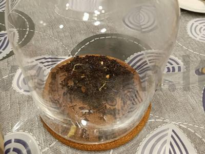 Vakarinis arbatos puodelis su citrusiniais vaisiais ir džiovintais vaisiais Žingsnis 1