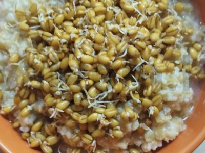 Avižinė košė su daiginta kviečiais pagrindine nuotrauka