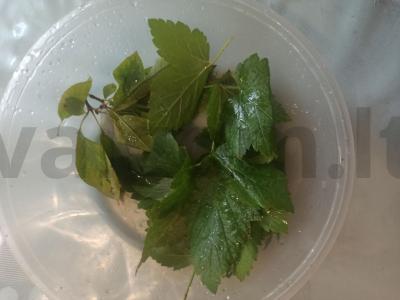 Marinuoti agurkai su pomidorais žiemai Žingsnis 2