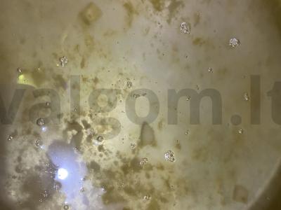 Kiaulienos lašiniai Žingsnis 6