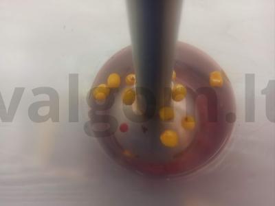 Aviečių, raudonųjų serbentų ir šaltalankių gėrimas Žingsnis 2