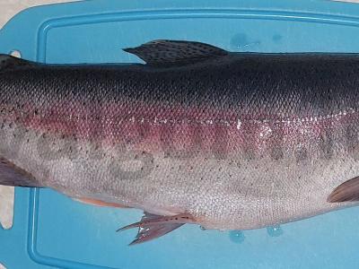 Grietinėlės upėtakis su prieskoniais Žingsnis 1