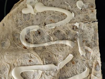 Grybai su troškiniu lavaše Žingsnis 1