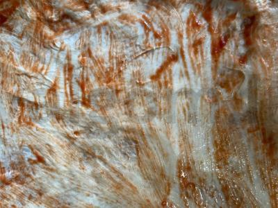 Pica „Asorti“ su vištienos filė ir kiauliena Žingsnis 1