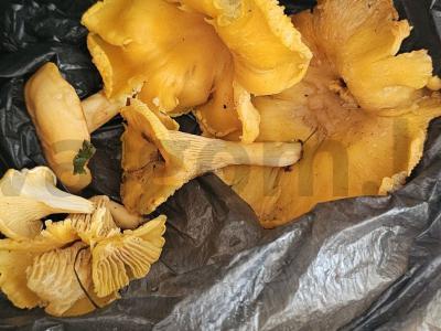 Grietininė sriuba su voveraitėmis Žingsnis 1