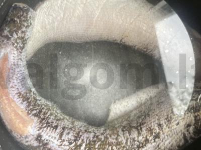 Šamų kotletai su morkomis ir sūriu Žingsnis 1