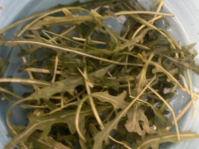 Salotas „Pavasaris“ su krevetėmis Žingsnis 1