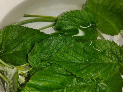 Šalčio kompotas su uogomis ir obuoliu Žingsnis 3