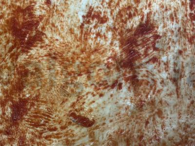 Namų pica su alyvuogėmis, vištiena ir suluguni Žingsnis 2