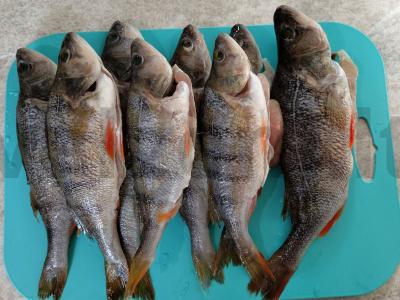 Keptas ešerys su marinuotais agurkais ir svogūnais grietinės marinate Žingsnis 1