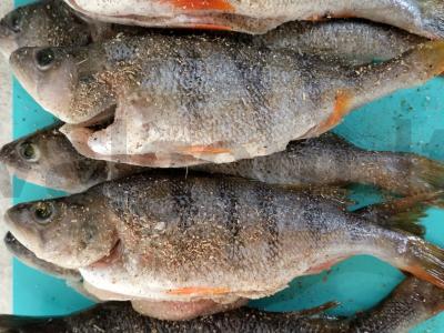 Keptas ešerys su marinuotais agurkais ir svogūnais grietinės marinate Žingsnis 2