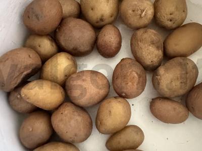 Greita užkanda „Laukinė“ Žingsnis 3