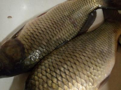 Žuvies aspikas iš karpio Žingsnis 1