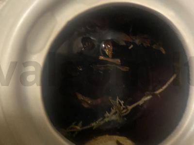 Arbata su imbieru ir serbentais Žingsnis 5