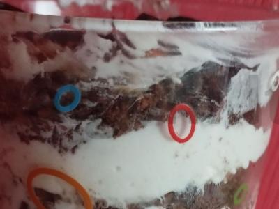 Varškės desertas stiklinėje be kepimo Žingsnis 10