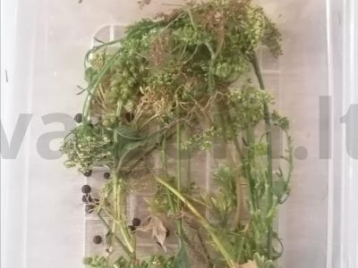 Marinuoti pomidorai su alyvuogėmis Žingsnis 2