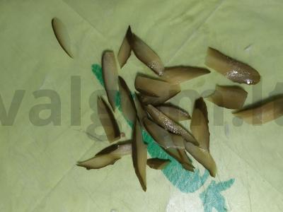 Salotas „Kopūstų rojus“ Žingsnis 3