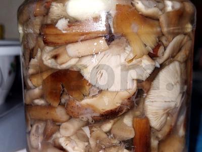 Marinuoti pievagrybiai žiemai pagrindine nuotrauka