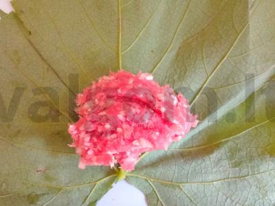 Dolma su jautienos faršu Žingsnis 5