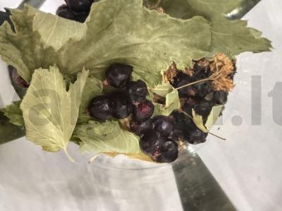 Žalioji arbata su liepa ir juodąja serbentu Žingsnis 3