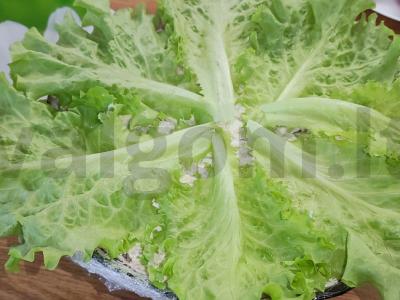 Salotas „Gribų pievelė“ Žingsnis 12