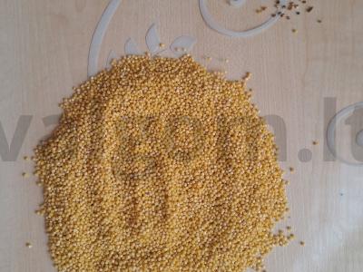 Pšenka „Amazonka“ Žingsnis 2