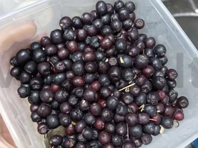 Greitas kompotas vaikams Žingsnis 2