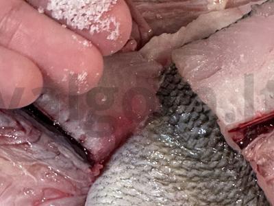 Kepta nelma su paniruote Žingsnis 2