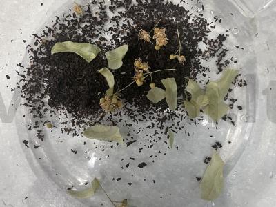 Imbierinis-citrininis gėrimas su raudonėliu Žingsnis 2