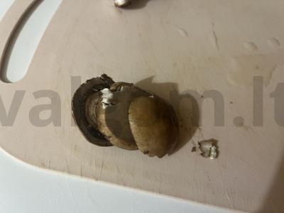 Šampinjonai su dešrelėmis ant iešmelių Žingsnis 2