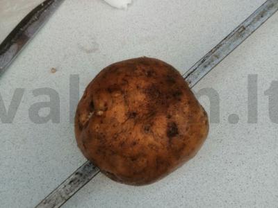 Bulvytė su šonine ant anglių Žingsnis 1