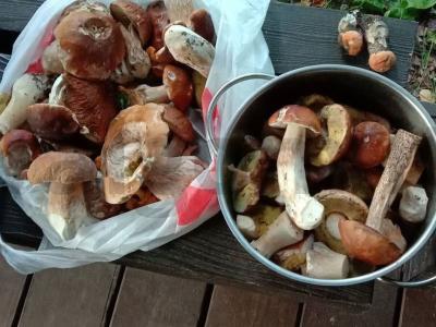 Galių grybų sriuba Žingsnis 1