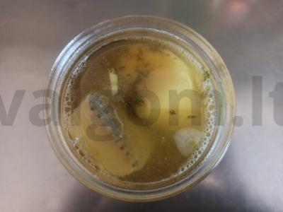 Salo pomidorų sūryje Žingsnis 5