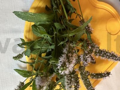 Vaisių kompotas su mėtomis ir citrina Žingsnis 3