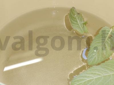 Miško mėlynių kompotas su obuoliu Žingsnis 3