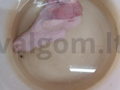 Salotas su kalakutiena, grybais ir parmezanu Žingsnis 1