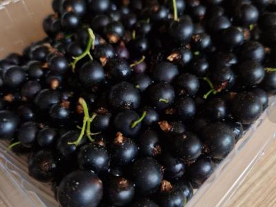 Juodųjų serbentų želė Žingsnis 1