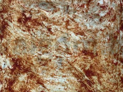 Kepimo pica su vištiena, kumpiu ir pomidorais Žingsnis 3