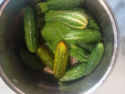 Sūdyti agurkai „Krustyčiai“ Žingsnis 1