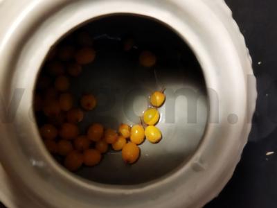 Šaltalankių gėrimas su imbieru ir anyžiumi Žingsnis 1