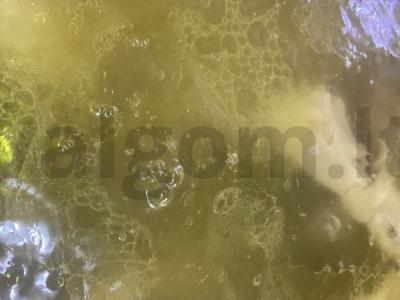 Šaltiena su kiaulės kojos, jautiena ir vištiena Žingsnis 4