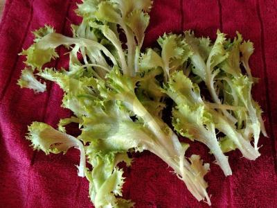 Šiltas salotas su burrata ir vyšniniais pomidorais Žingsnis 2